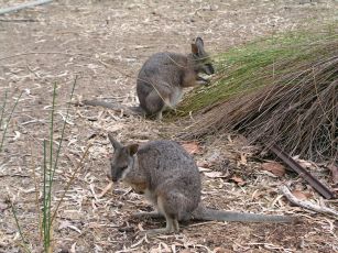 Wallabies