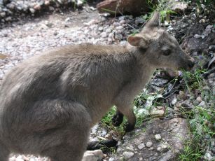 Wallabie