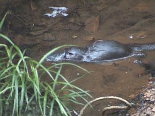 Platypus