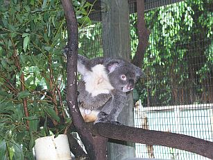 Koala