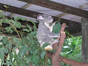 Koala