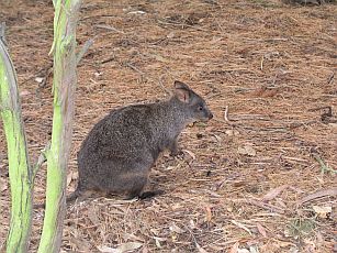 Wallabie