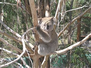 Koala