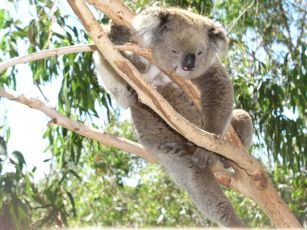 Koala