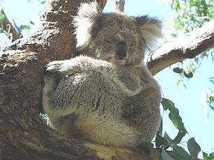 Koala