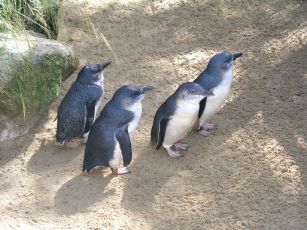 Pinguine