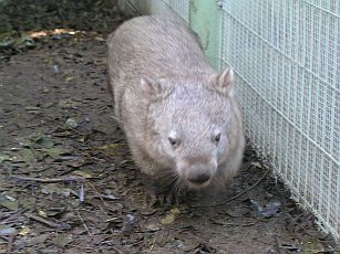 Wombats
