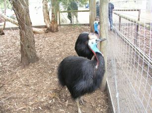 Cassowary