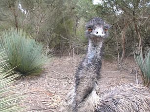 Emu