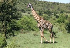 Giraffe