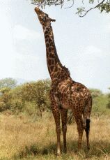 Giraffe