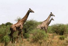 Giraffen