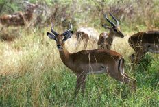 Impala